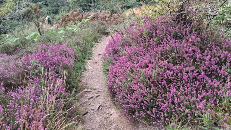 Bruyère en fleur