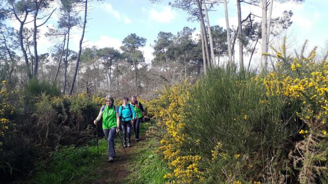 Marche parmi les pins et les ajoncs