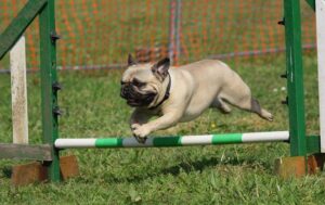 Un chien saute un obstacle
