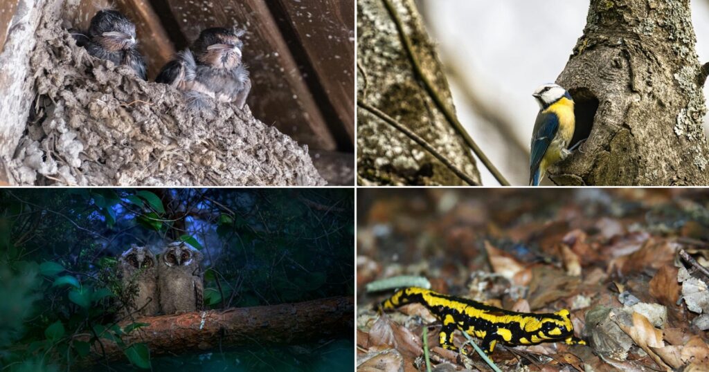 Montage de 4 photos d'animaux : poussins hirondelle, chouette, mésange bleue et salamandre