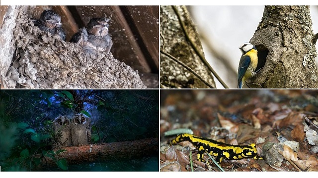 Montage de 4 photos d'animaux : poussins hirondelle, chouette, mésange bleue et salamandre